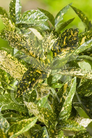 CUBAN 10L Alt.40/60 E