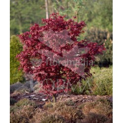 ACPAL 3L Alt.hasta 40 H