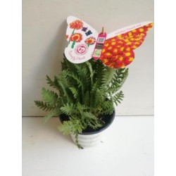 ACMDE 14 Serig. "Butterfly"