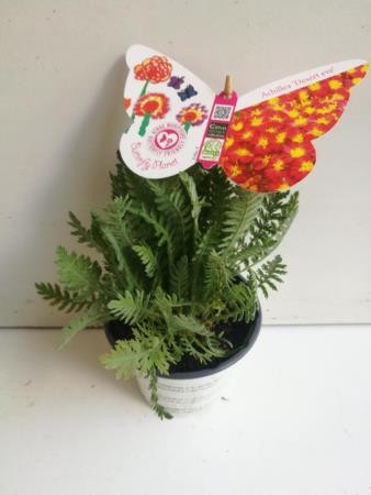 ACMDE 14 Serig. "Butterfly"