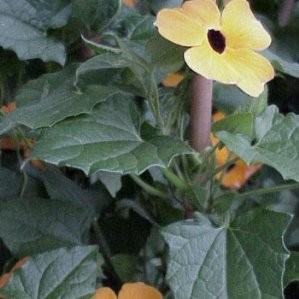 TUMAL 13 TT 1caña/tut.60