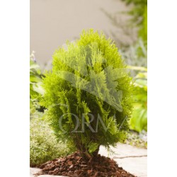 TUAUR 15L Alt.60/80