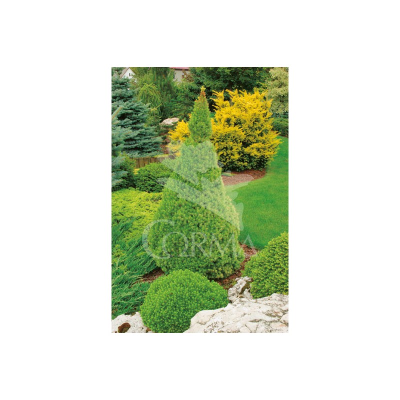 PICON 12L Alt.60/80 E