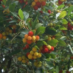 ARBUN 5L Alt.40/60 E