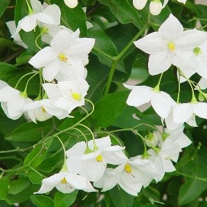 SOLJA 5L 3caña/tut.120