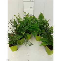 HELEX 11x11:1L Sin etiqueta