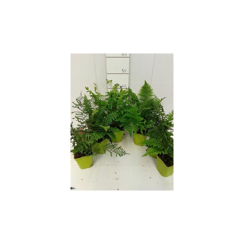 HELEX 11x11:1L Sin etiqueta