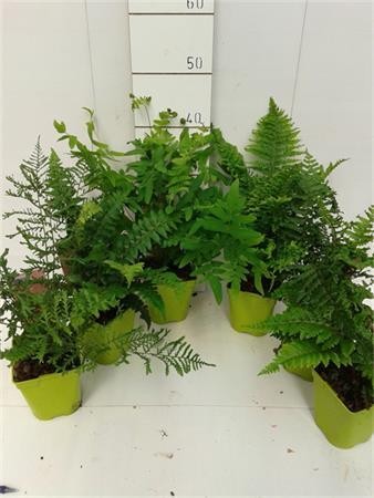 HELEX 11x11:1L Sin etiqueta