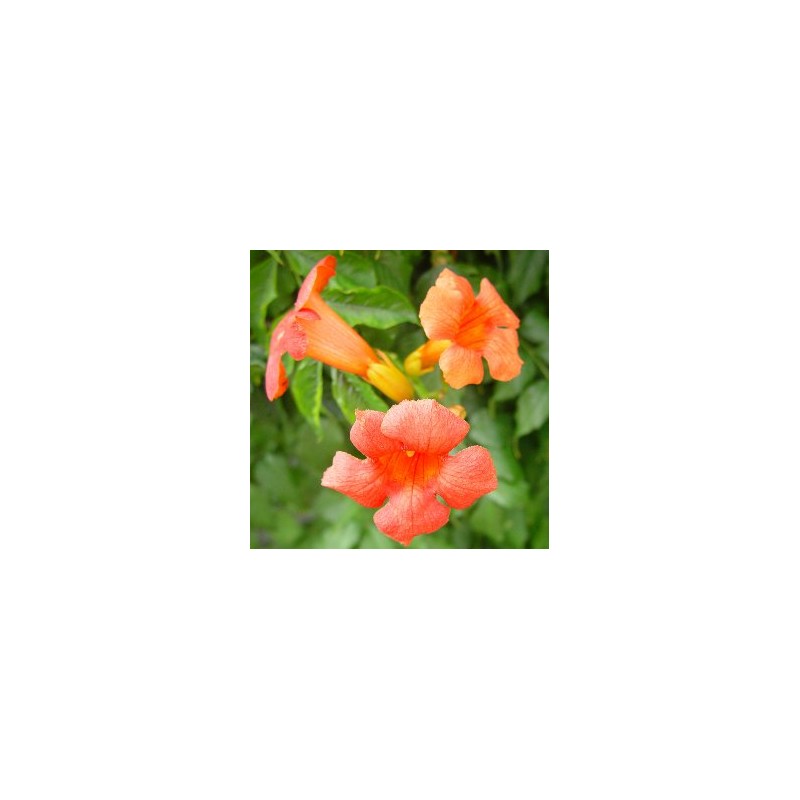 CAMPS 5L 3caña/tut.120