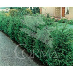 LEYLA 10L Alt.150/175