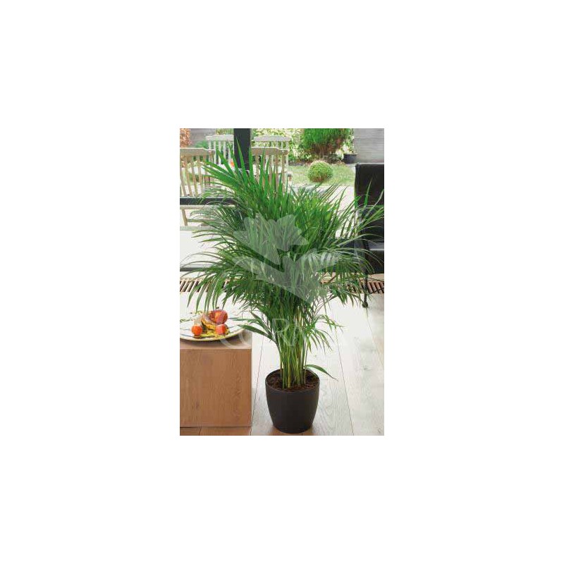 ARECA 12 Alt.40/60 H