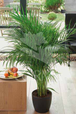 ARECA 12 Alt.40/60 H