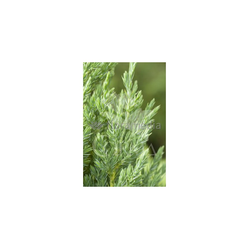 JUNES 3L Alt.40/60 E