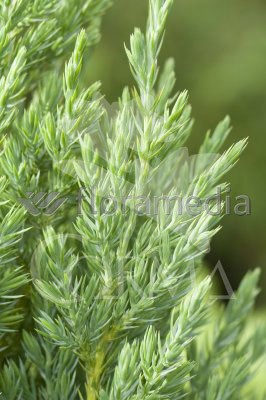 JUNES 3L Alt.40/60 E