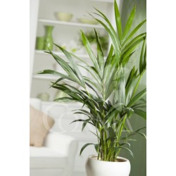 KENTI 20 Alt.150/175 E