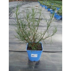 ALYHA 15,5x15,5:2,5L...