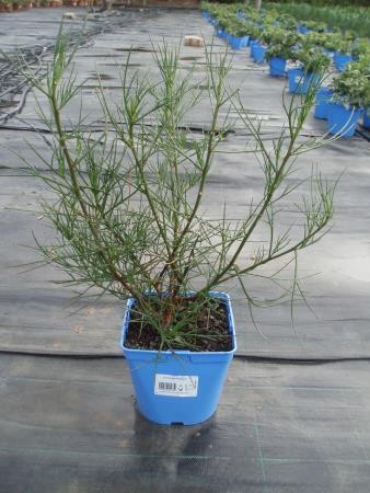 ALYHA 15,5x15,5:2,5L Mediterránia