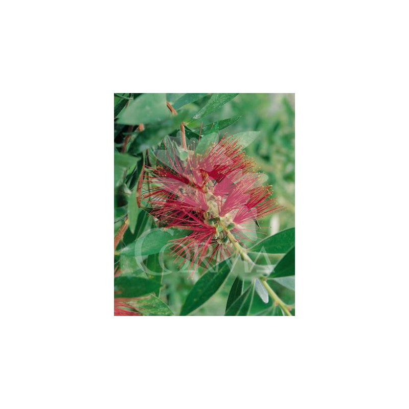 CALCI 10L Alt.80/100 E