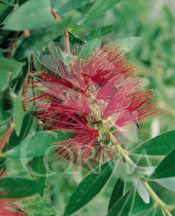 CALCI 10L Alt.80/100 E