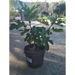 FICLO 4,5L MC "Origins"