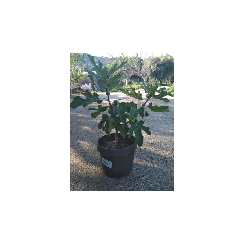 FICLO 4,5L MC "Origins"