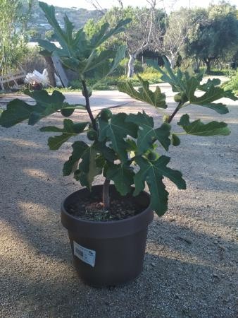 FICLO 4,5L MC "Origins"