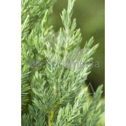 JUNES 30L Alt.125/150 E