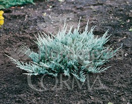 JUBLU 10L Alt.40/60 E