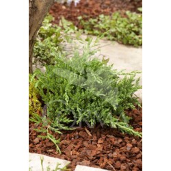 JUPRI 10L Alt.40/60 E