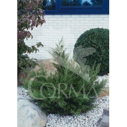 JUNJU 10L Alt.40/60 E