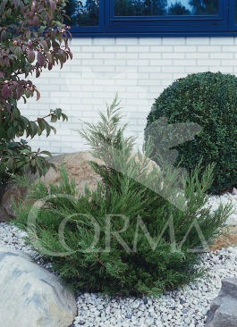 JUNJU 10L Alt.40/60 E