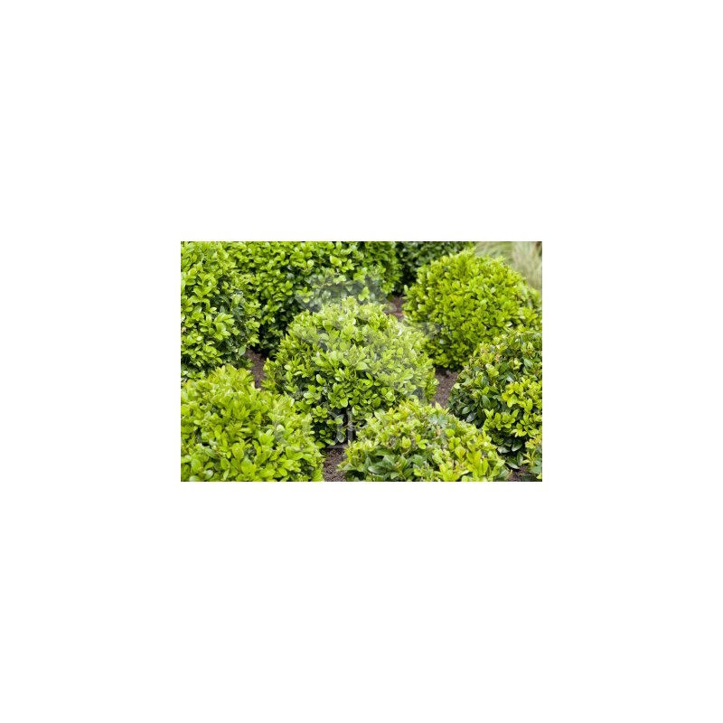 BUXUS 10L Piramd.40/60