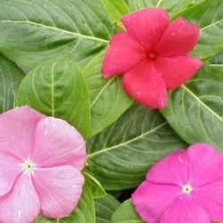VINCA 13 E