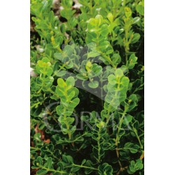 BUXFA 3L Alt.30/40 E