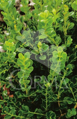 BUXFA 3L Alt.30/40 E