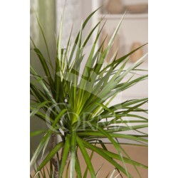 DRMAR 25 Tro.15/45/75/120 E