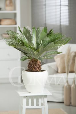 CYCAS 12 H