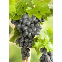 VITIS 3L 1caña/tut.150 E