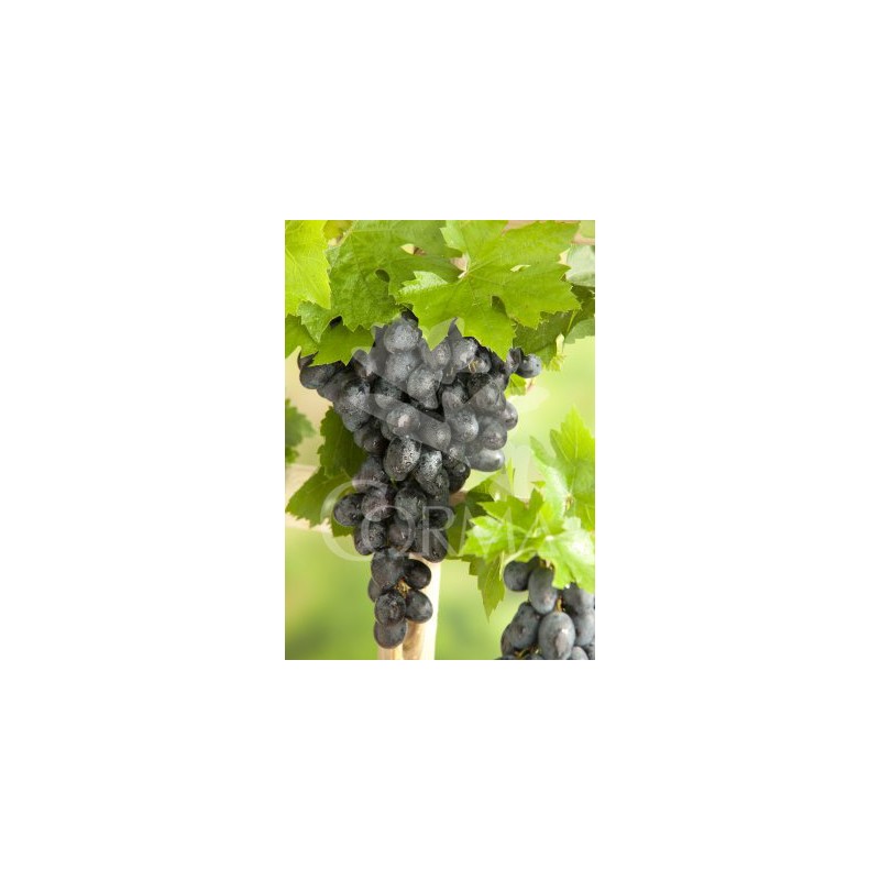 VITIS 3L 1caña/tut.150 E