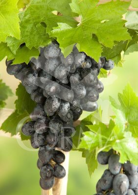 VITIS 3L 1caña/tut.150 E