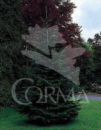 ABNOR 5L Alt.100/125 E