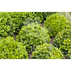 BUXUS 10L Bola 35/40 H