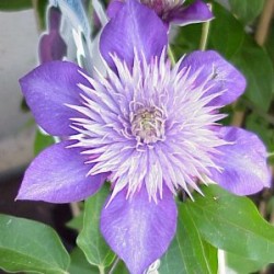 CLEMA 14 1caña/tut.40/60 H