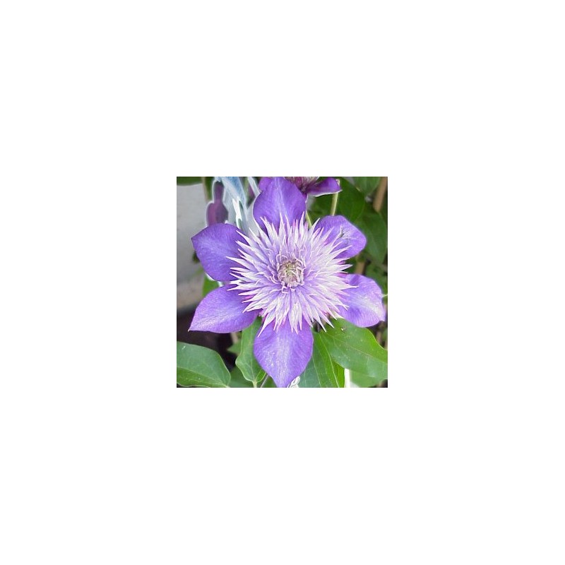 CLEMA 14 1caña/tut.40/60 H