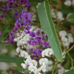 HARVI 5L 3caña/tut.120