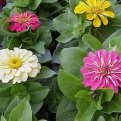ZINIA 13 E