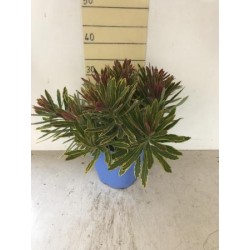 EUXMA 15,5x15,5:2,5L...