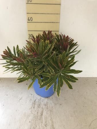 EUXMA 15,5x15,5:2,5L Mediterránia