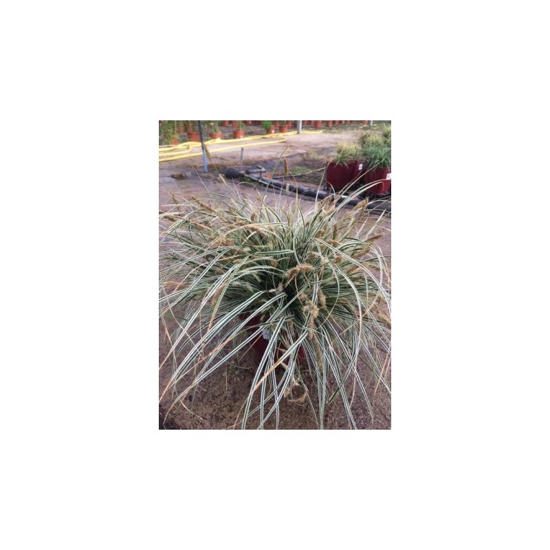 CAEVE 17,5x17,5:4L MC