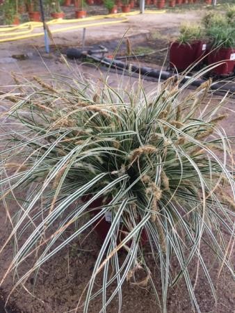 CAEVE 17,5x17,5:4L MC